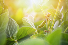 Rural landscape - field the soybean (Glycine max) in the rays summer sun, closeup