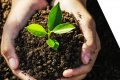 hand holding young tree for planting. concept eco earth day